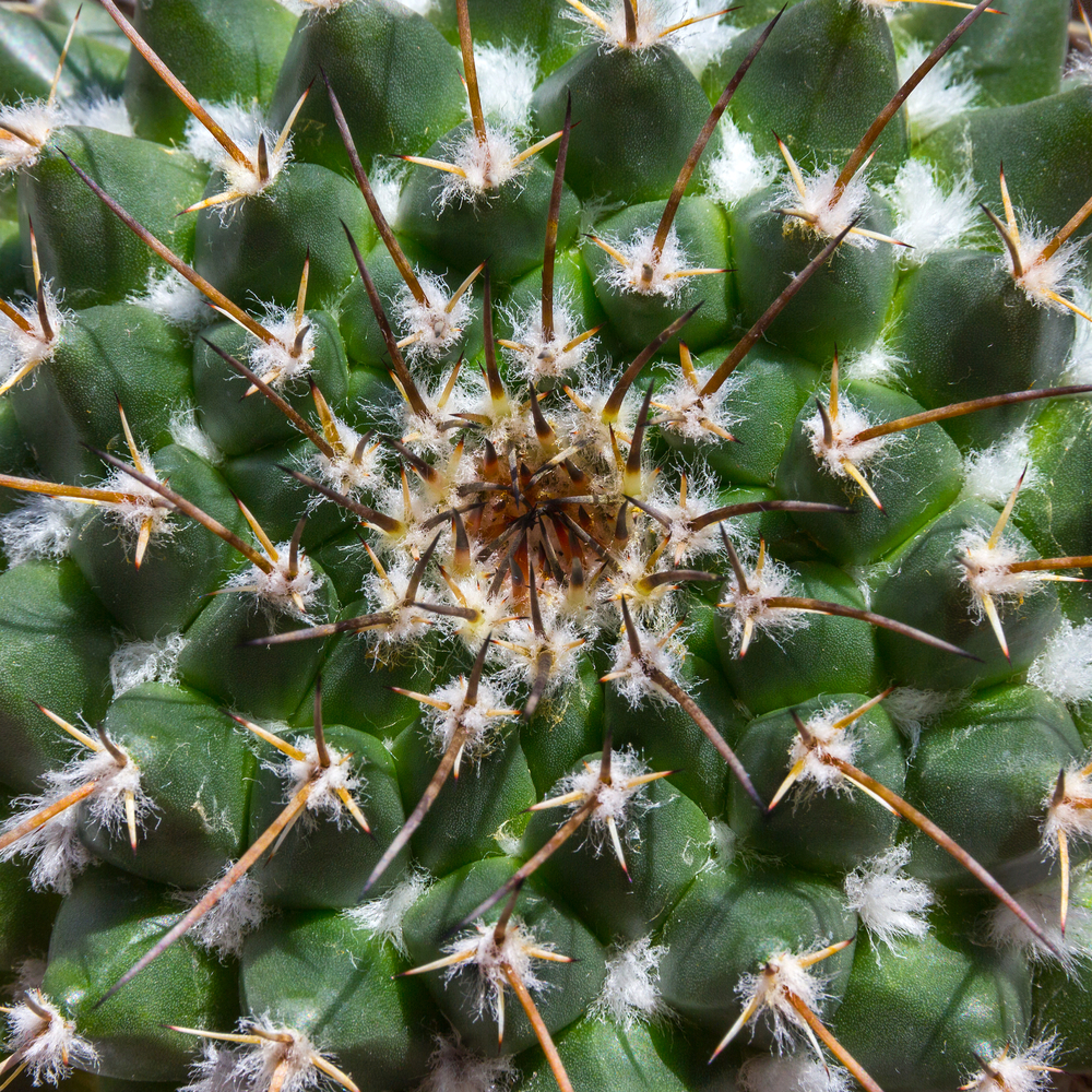 Mamillaria - Mamillaria fam Cactaceae