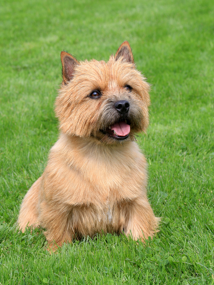 Norwich Terrier - Terrier