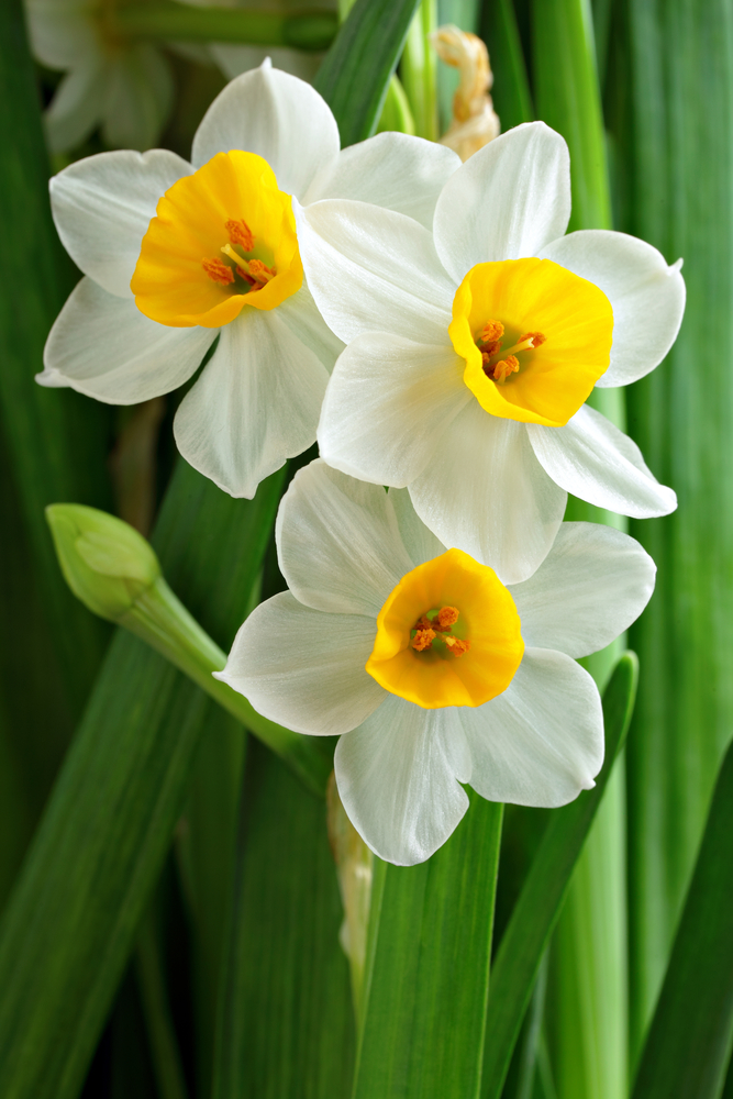 Come coltivare il narciso
