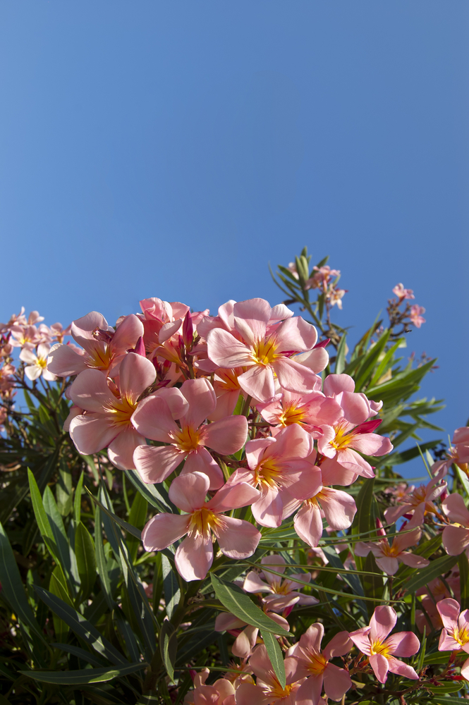 Oleandro - Nerium fam Apocynaceae