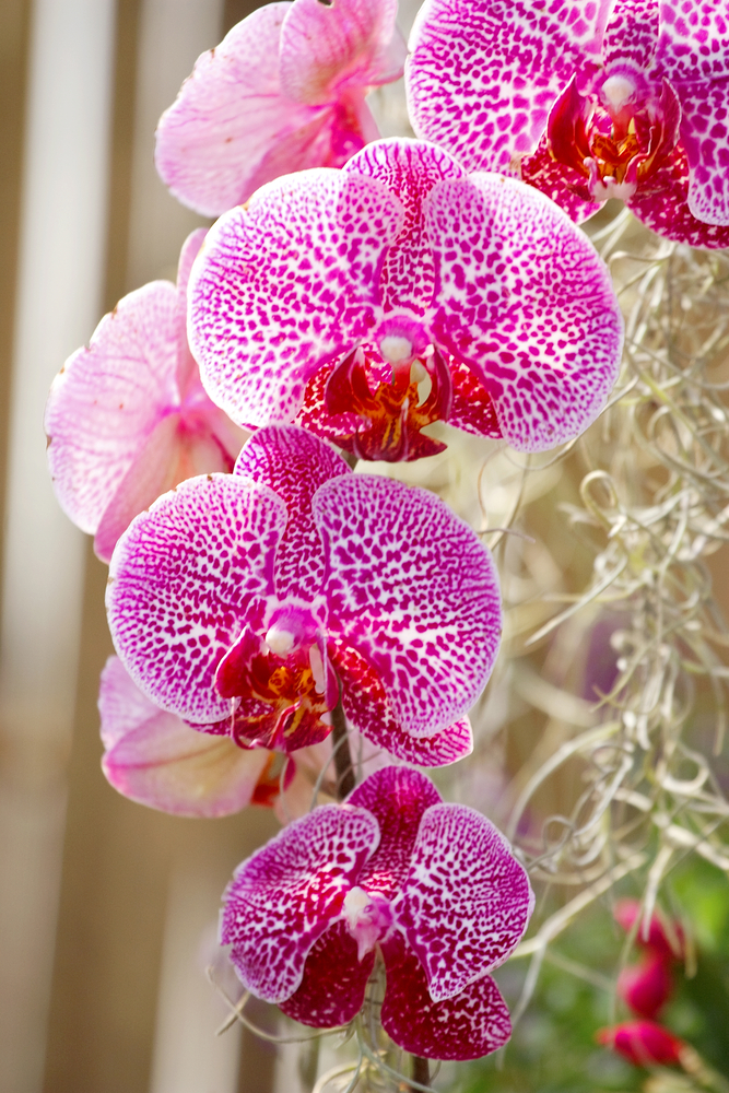 Orchidea, sensuale eleganza