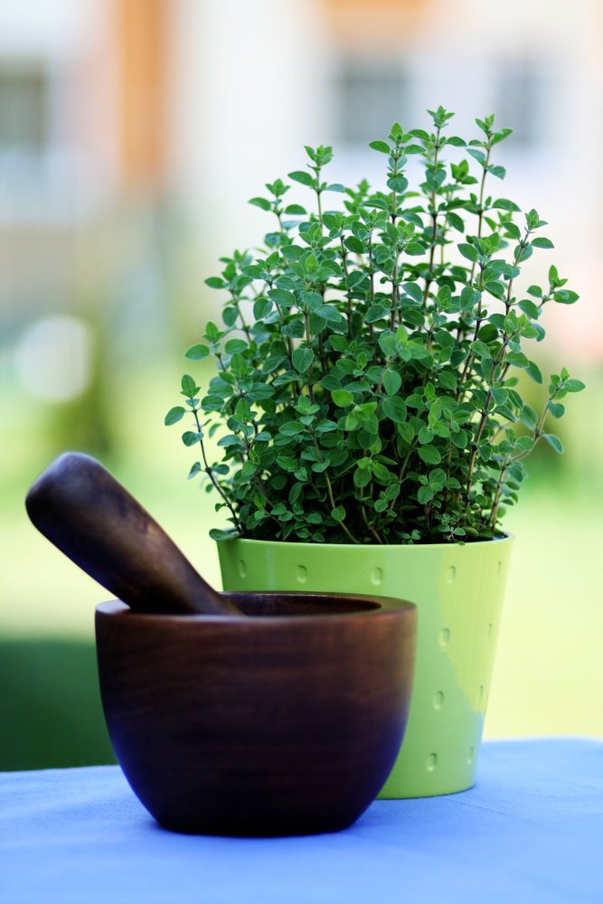 Origano - Origanum Vulgare fam Labiatae