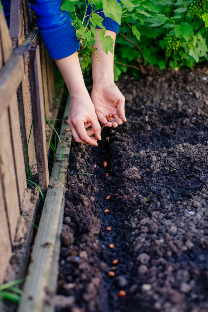Orto di Primavera, regole e consigli utili