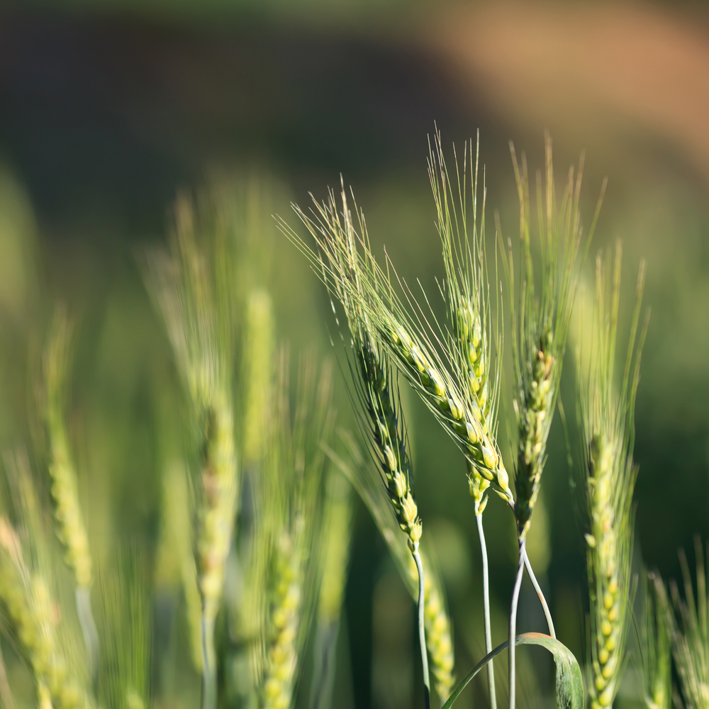 Orzo, aroma terapeutico