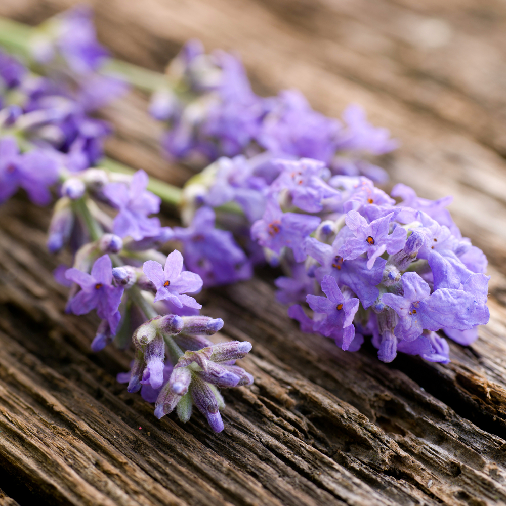 Paesaggio di lavanda