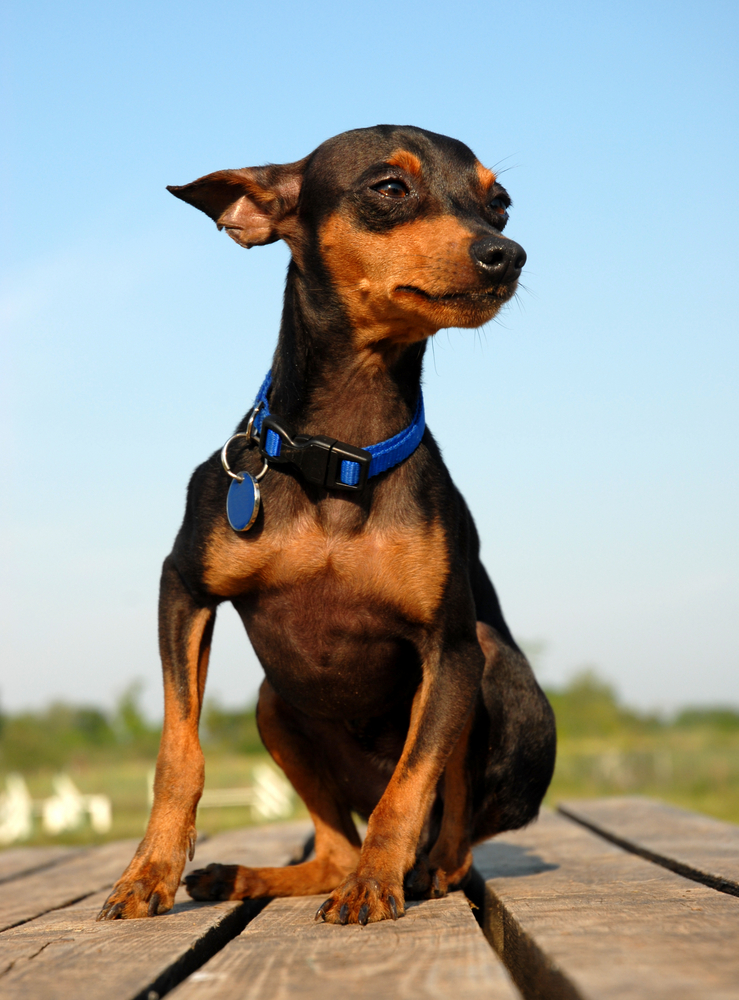 Pinscher nano - Cani da grembo