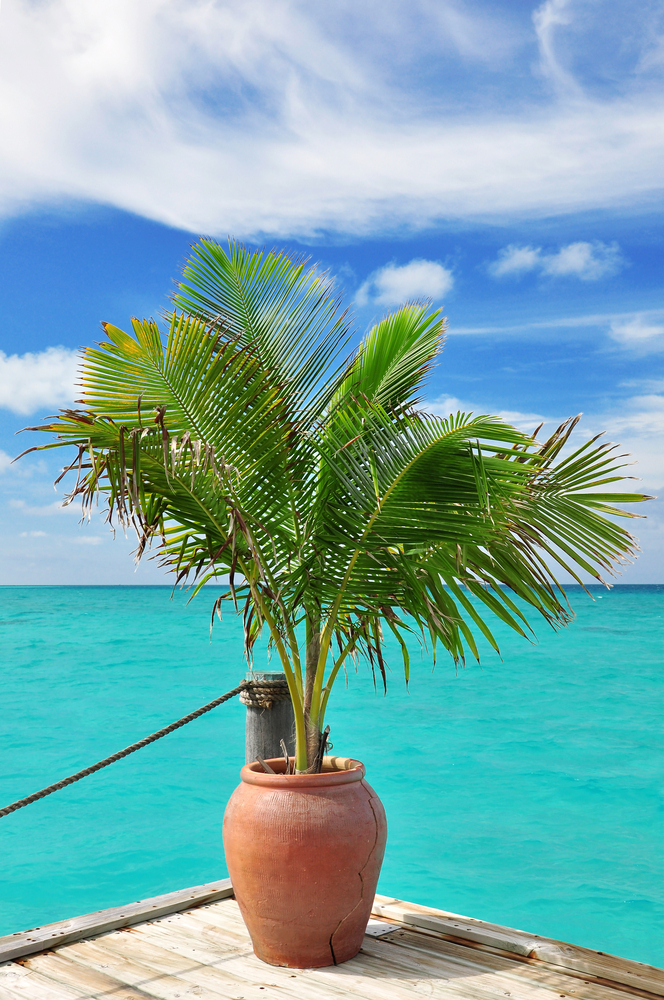 Palma da cocco - Cocos Nucifera fam Palmae
