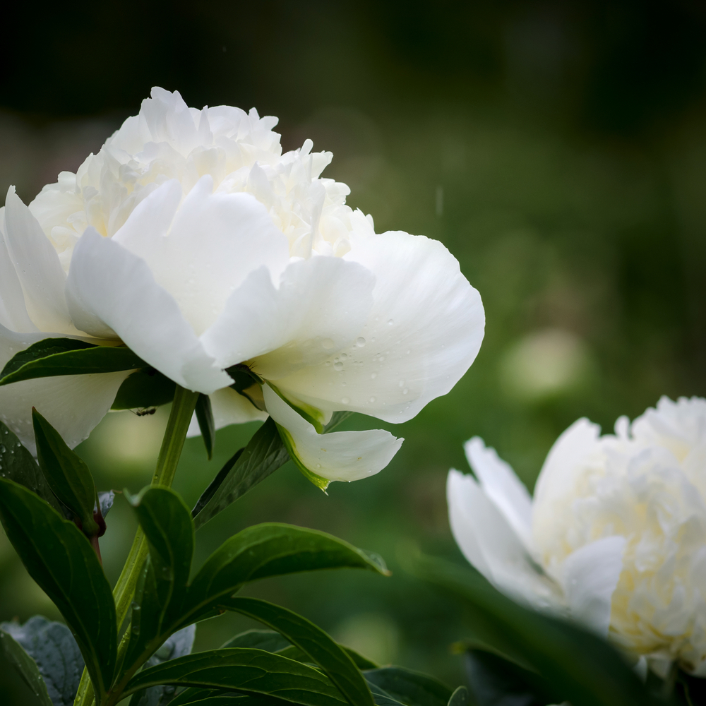 Peonia - Peonia fam Ranunculaceae