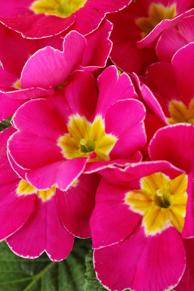 Primula, l'erba della Luna