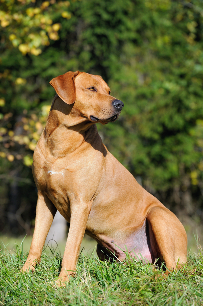 Ridgeback rhodesiano - Levrieri e segugi