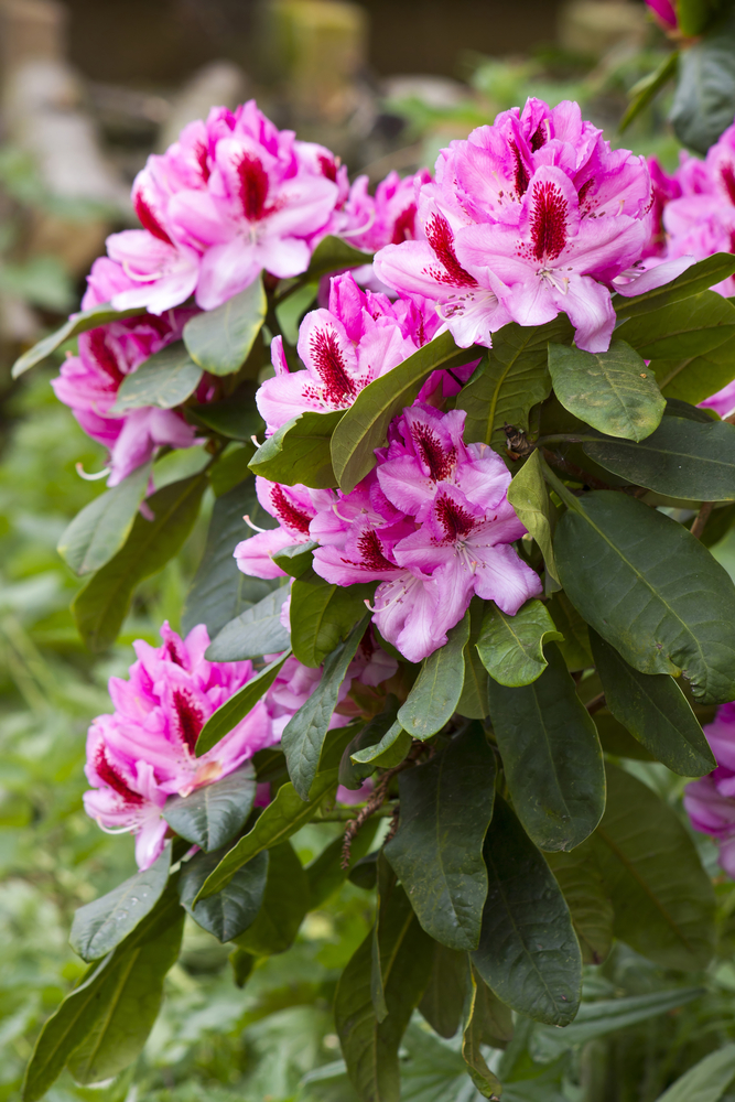 Rododendro - Rhododendron fam Ericaceae