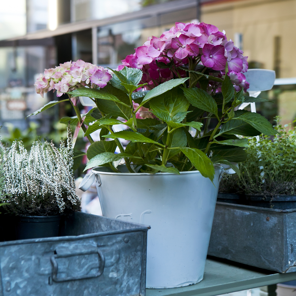 Rosa, elisir di lunga vita