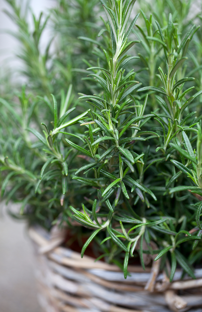 Rosmarino - Rosmarinus Officinalis fam Labiatae