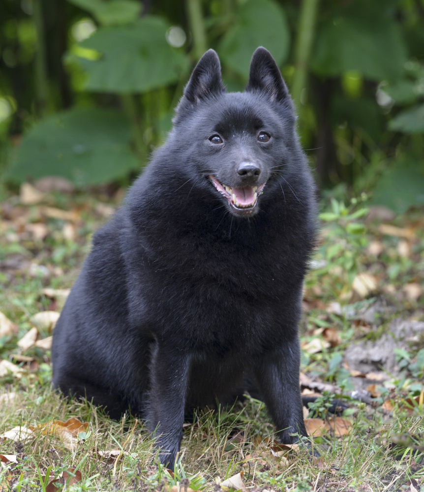 Schipperke - Cani d'affezione