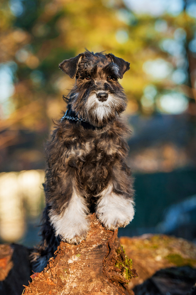 Schnauzer nano - Terrier