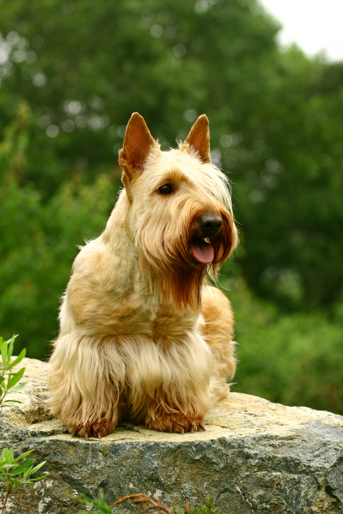 Scottish Terrier - Terrier