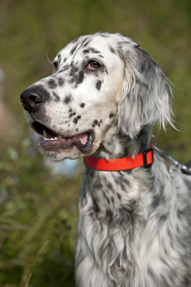 Setter inglese - Cani da Caccia