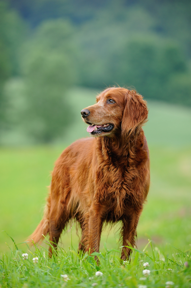 Setter irlandese - Cani da Caccia