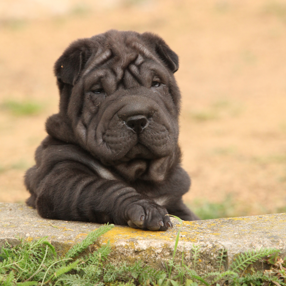 Shar Pei - Cani d'affezione