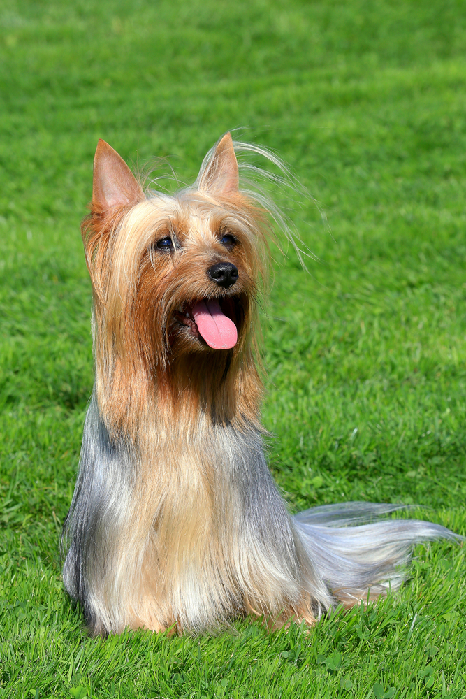 Silky Terrier australiano - Cani da grembo