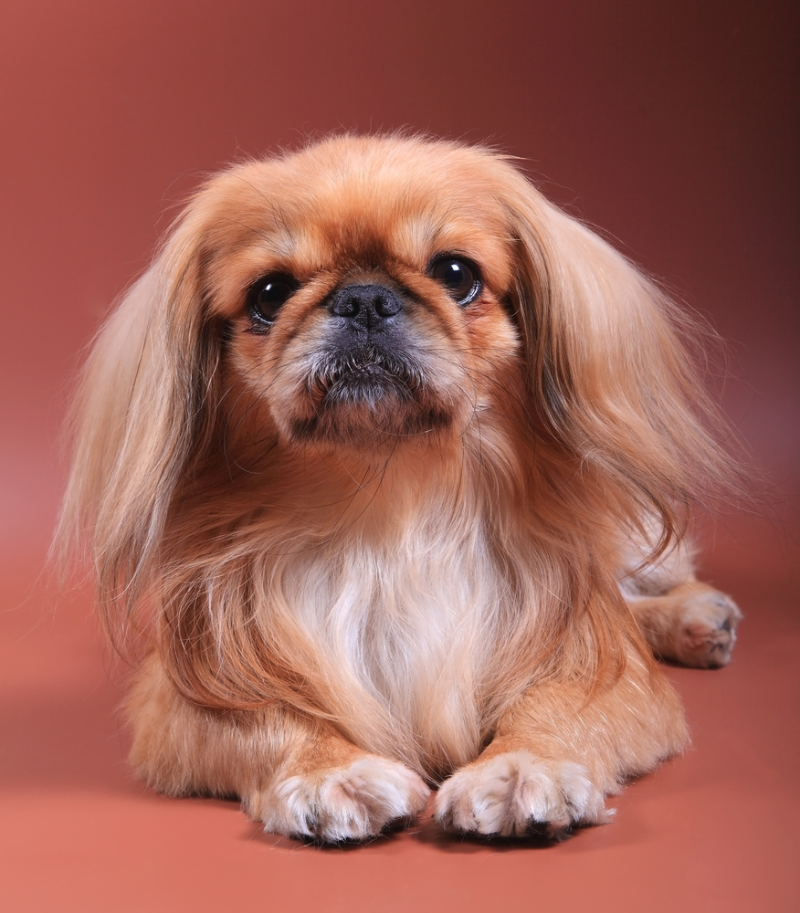 Spaniel tibetano - Cani d'affezione