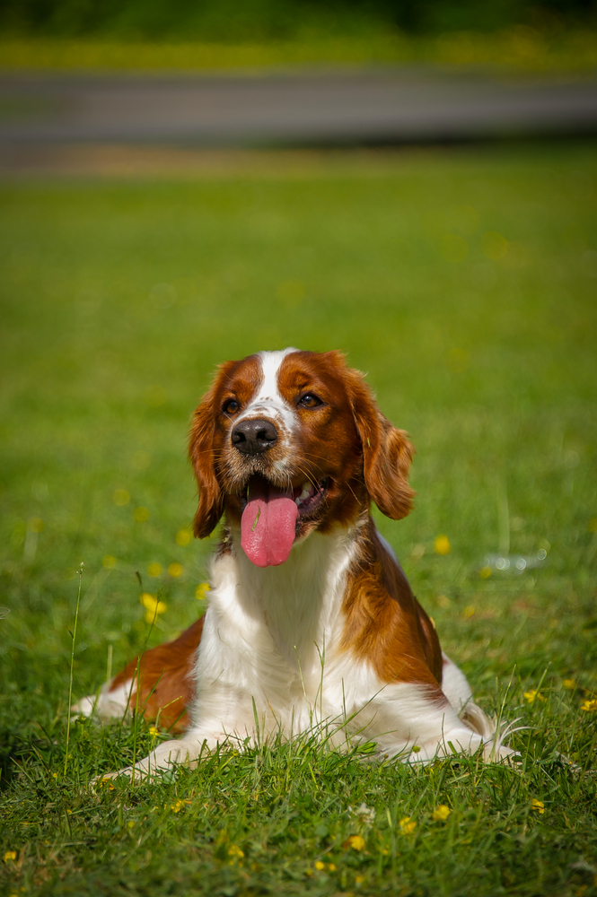 Springer Spaniel inglese - Cani da Caccia
