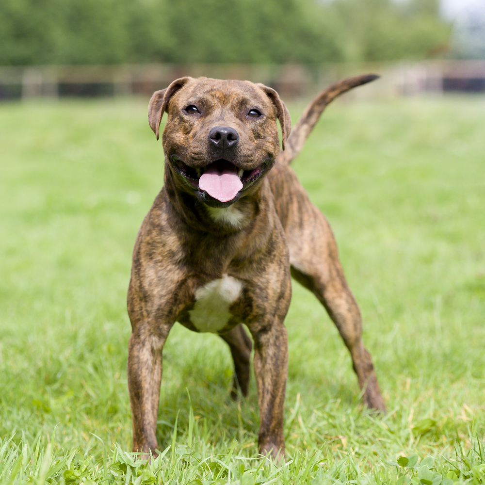 Staffordshire Bull Terrier - Terrier