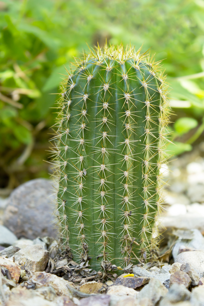 Trichocereus - Trichocereus fam Cactaceae