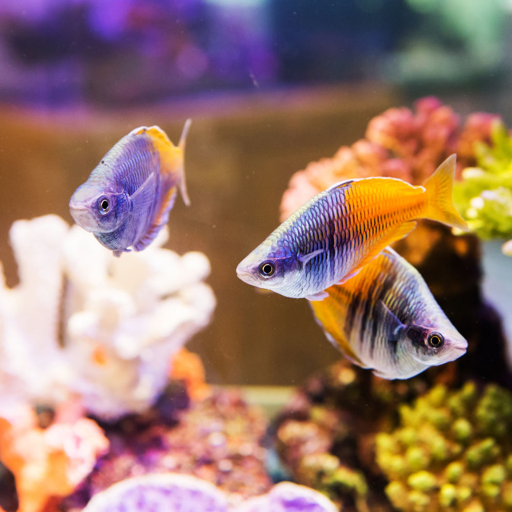Un acquario in casa