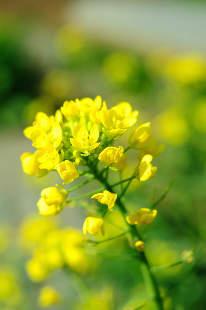 Un pizzico di senape in cucina