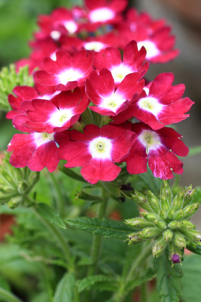 Verbena - Verbena fam Verbenacee