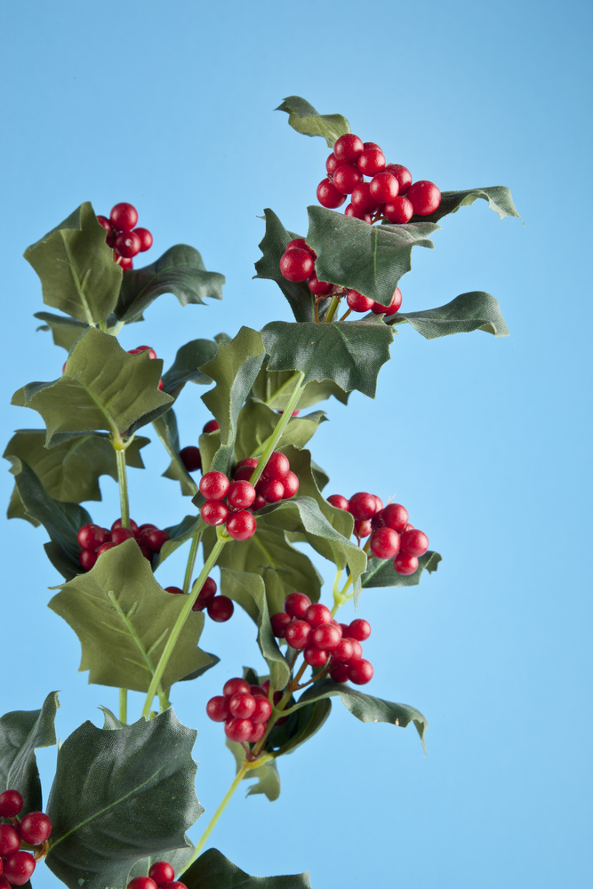 Vischio, la pianta sacra