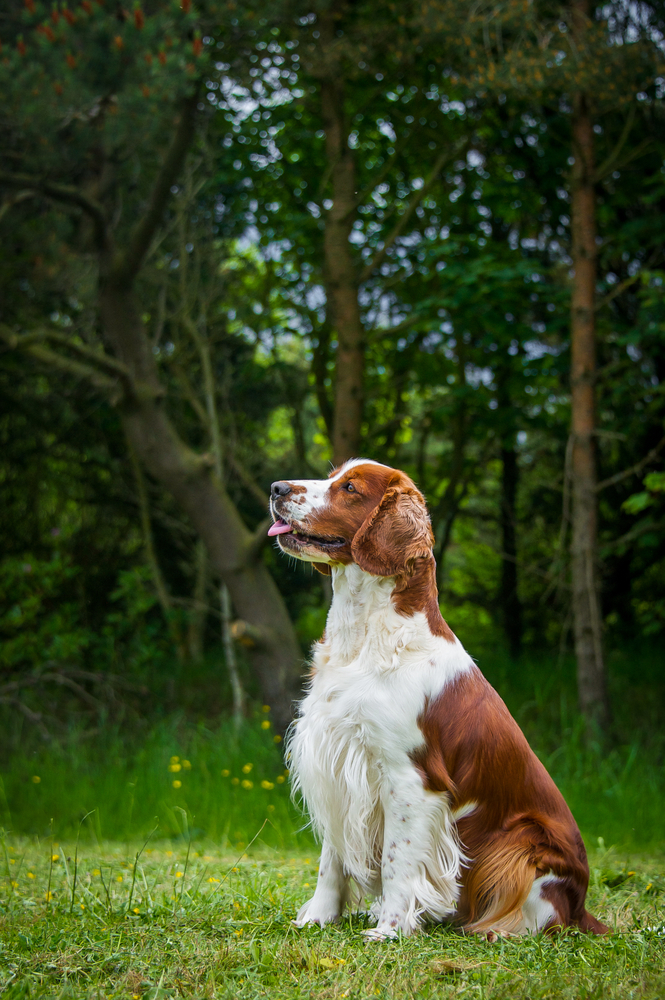 Welsh Springer Spaniel - Cani da Caccia