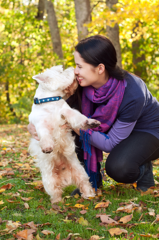 West Highland White Terrier - Terrier