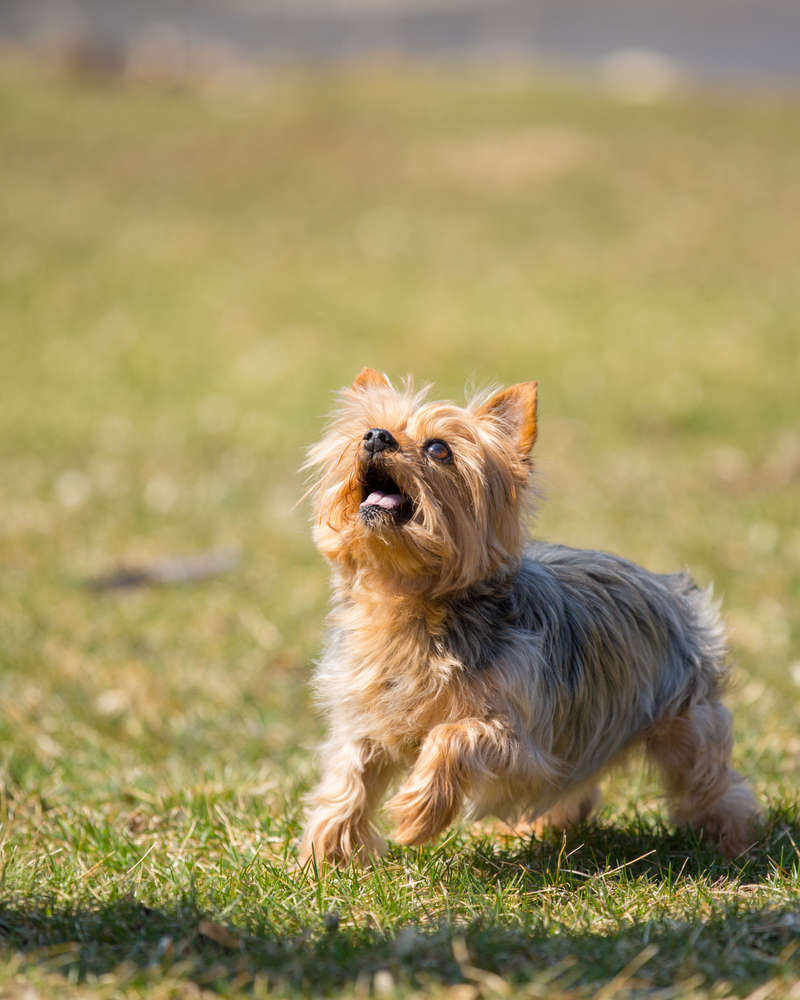 Yorkshire Terrier - Cani da grembo