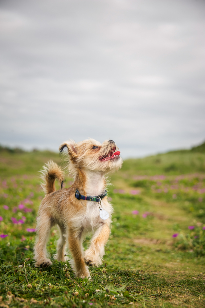 L'oroscopo canino