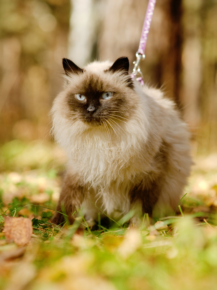 Un gatto al guinzaglio