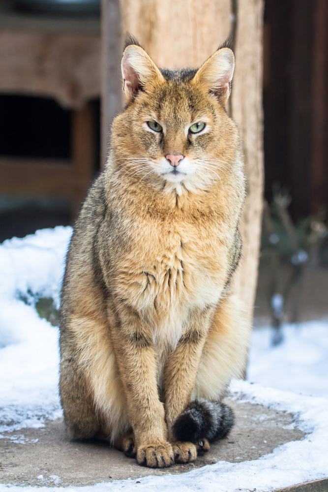 Gatti ibridi dal fascino esotico