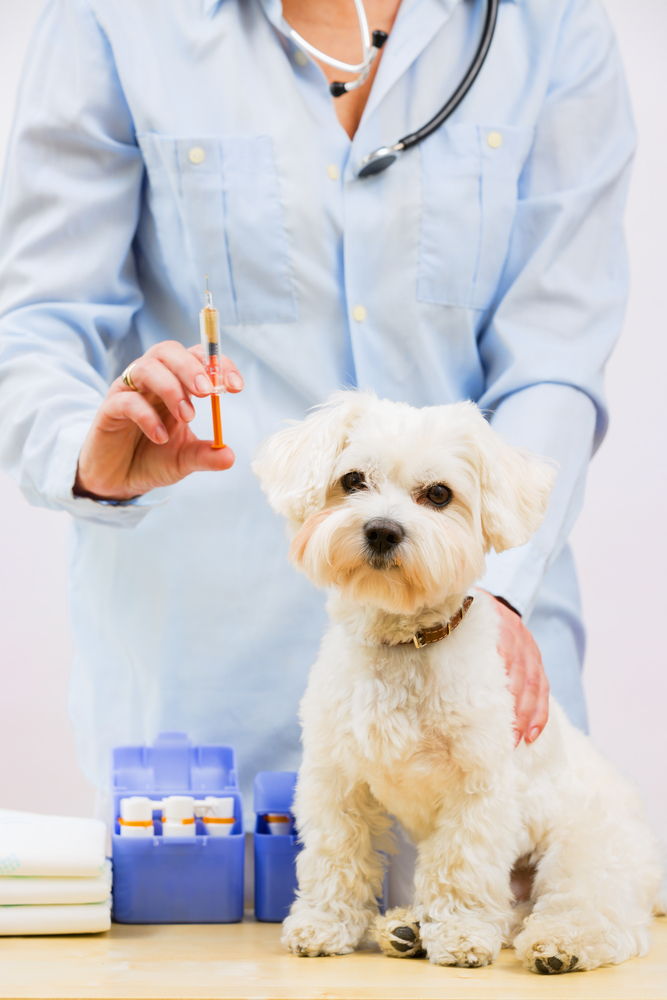 Le vaccinazioni per Fido e Fuffi