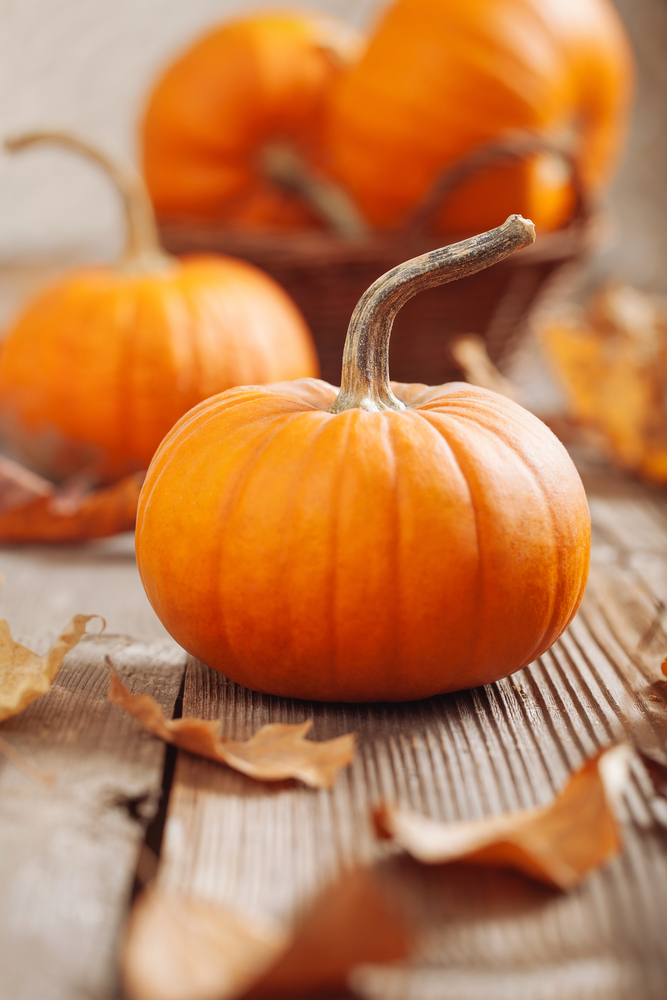 La zucca