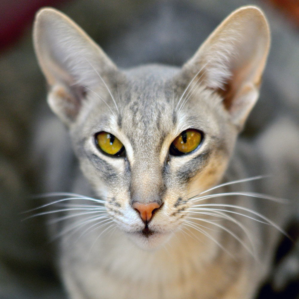 Le esposizioni feline