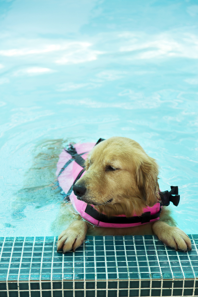 Bau-watch, i cani bagnino