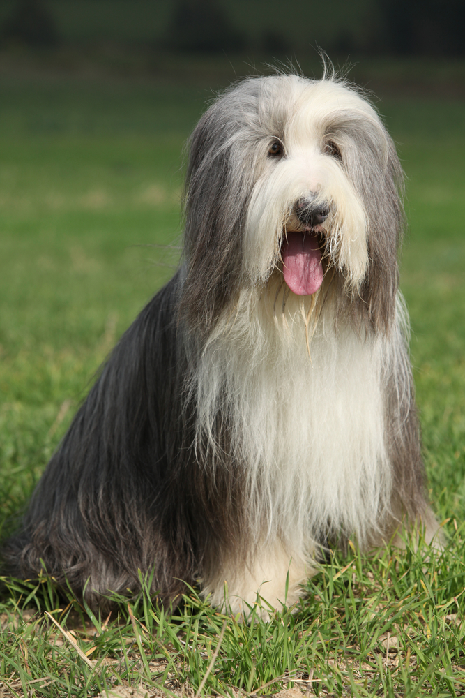 Bearded Collie - Cani da pastore
