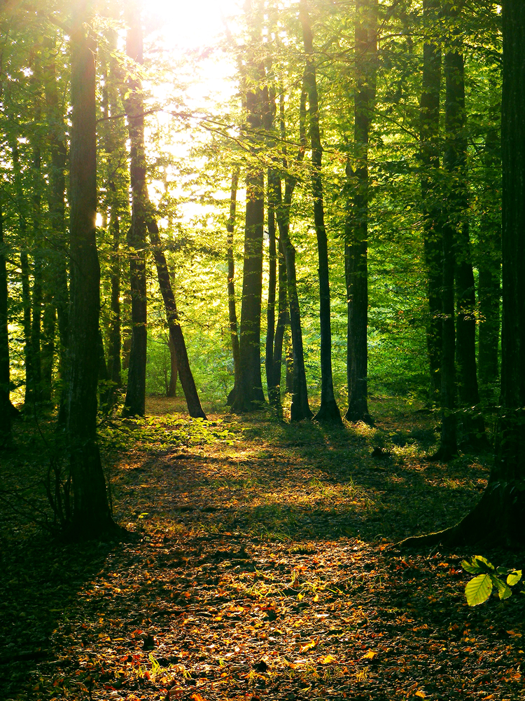 Boschi e foreste nei sogni