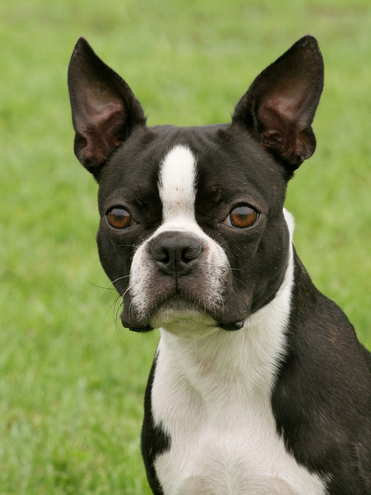 Boston Terrier - Cani d'affezione
