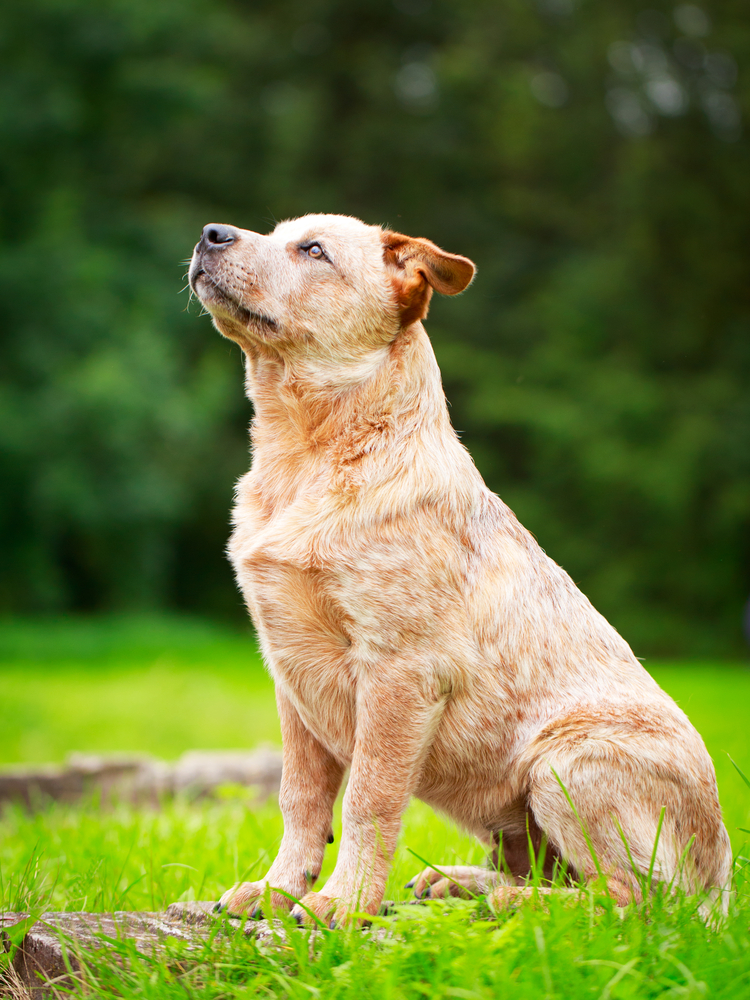 Bovaro australiano - Cani da pastore