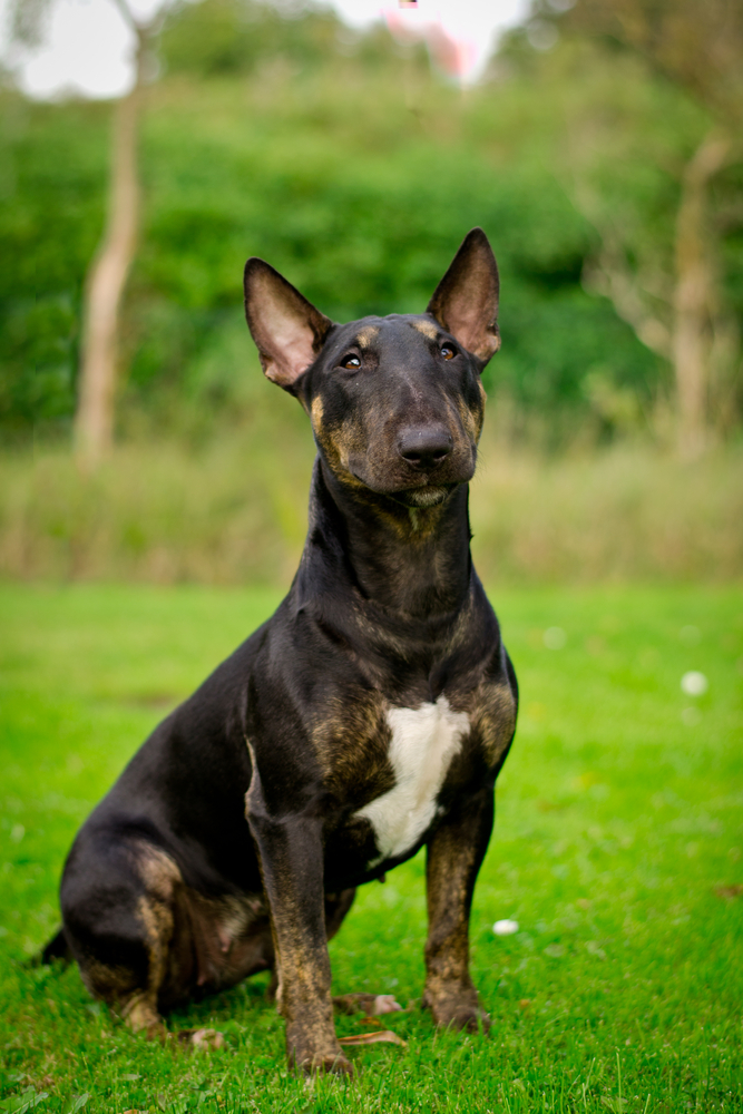 Bull Terrier Miniature - Terrier