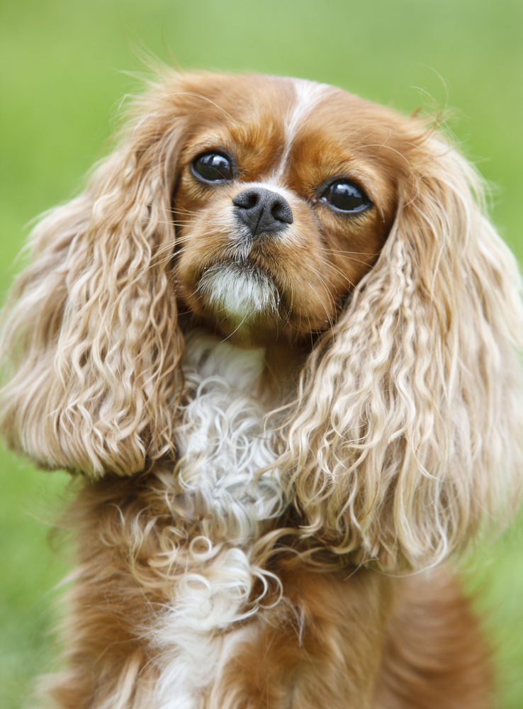 Cavalier King Charles Spaniel - Cani da grembo