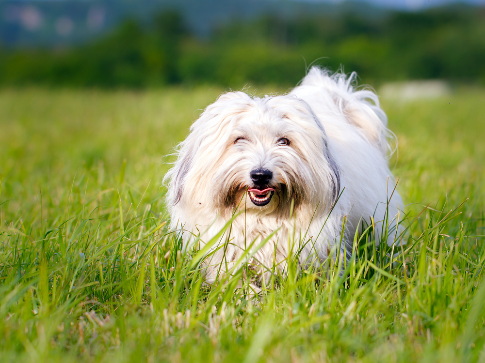 Coton de Tuléar - Cani da grembo