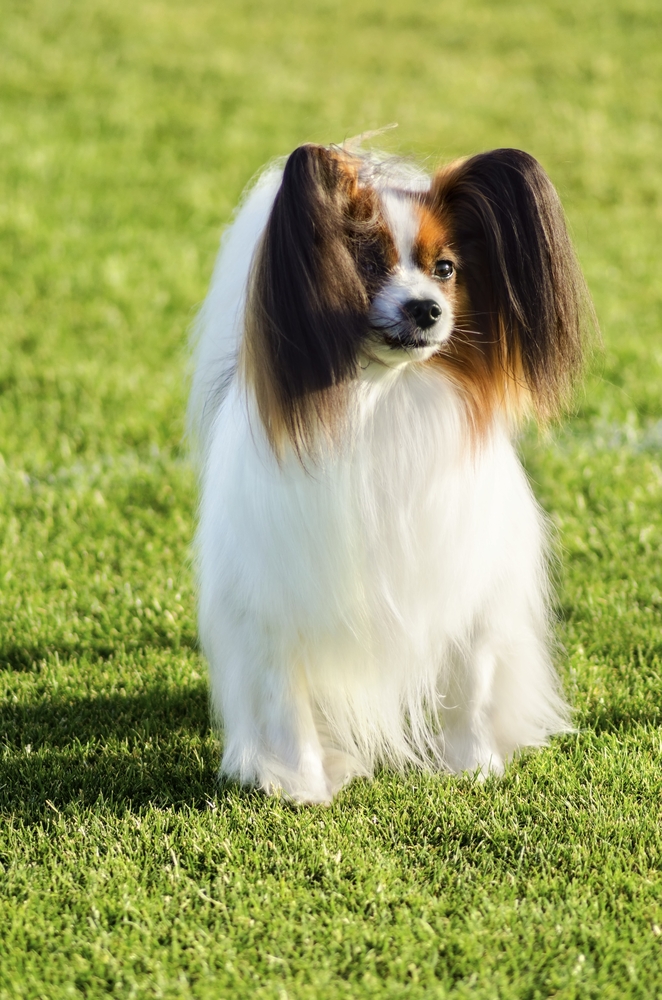 Èpagneul nano continentale (Papillon) - Cani da grembo